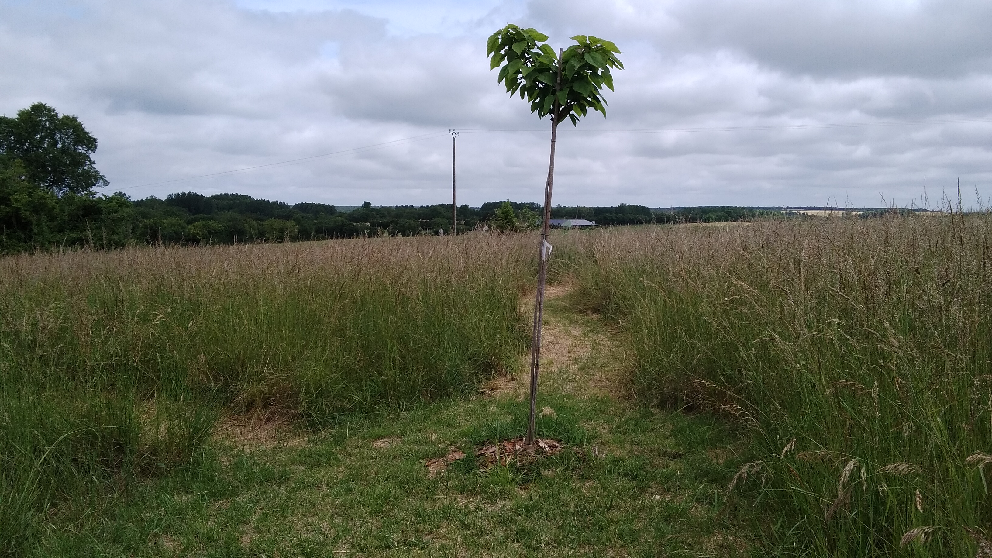 Arbre adulte
