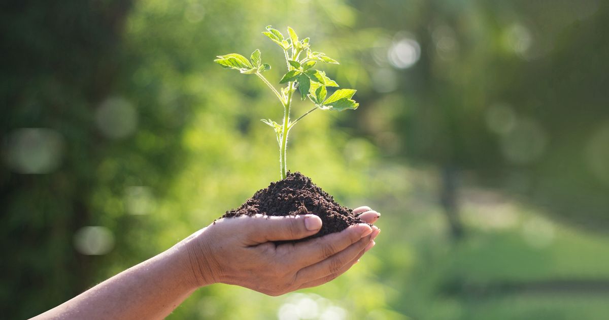Jeune plante